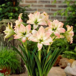 Hippeastrum, Amarylis, Zwartnica - Aphrodite - 1 cebula