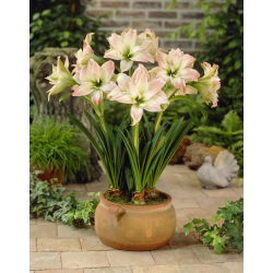 Hippeastrum, Amarylis, Zwartnica - Aphrodite - 1 cebula