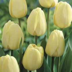 Tulipan Ivory Floradale opak. 5 szt.