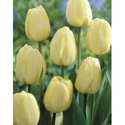 Tulipan Ivory Floradale opak. 5 szt.