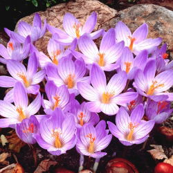 Krokus Conqueror - 10 szt.