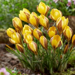 Krokus Early Gold - 10 szt.