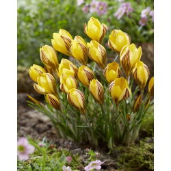 Krokus Early Gold - 10 szt.