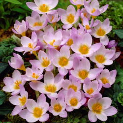 Krokus Firefly - 10 szt.