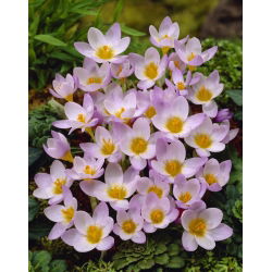 Krokus Firefly - 10 szt.