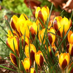 Krokus Herald - 10 szt.