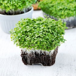 Microgreens – Kapusta mizuna - młode listki o unikalnym smaku - 1000 nasion