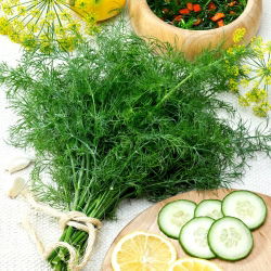 Koper ogrodowy Kozak - bardzo aromatyczny - 2800 nasion