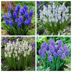 Rześki powiew - zestaw 4 odmian szafirków - 80 szt.