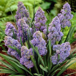 Szafirek Muscari Fantasy Creation - 10 cebulek