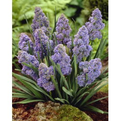 Szafirek Muscari Fantasy Creation - 10 cebulek