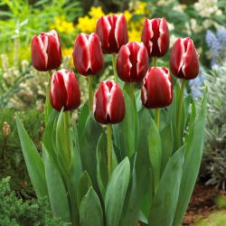 Tulipan Armani - opak. 5 szt.
