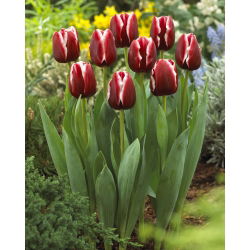Tulipan Armani - opak. 5 szt.
