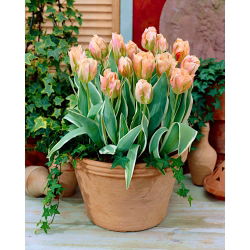 Tulipan China Town - opak. 5 szt.
