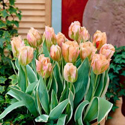 Tulipan China Town - opak. 5 szt.