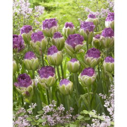 Tulipan Exquisit - lodowy - opak. 5 szt.