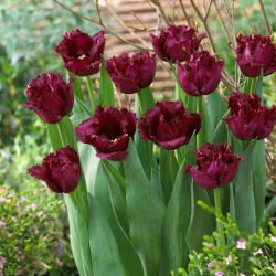 Tulipan Gorilla - strzępiasty - opak. 5 szt.
