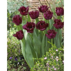 Tulipan Gorilla - strzępiasty - opak. 5 szt.