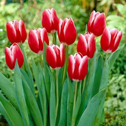 Tulipan Kung Fu - 5 szt.