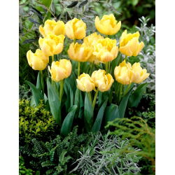 Tulipan Montreux - pełny - opak. 5 szt.