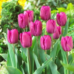 Tulipan Purple Prince - opak. 5 szt.