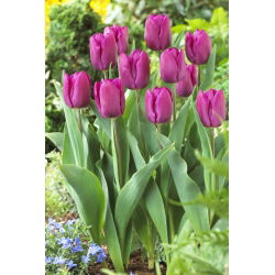 Tulipan Purple Prince - opak. 5 szt.