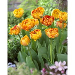 Tulipan Sunlover - opak. 5 szt.