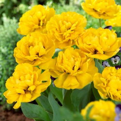 Tulipan Yellow Pomponette - pełny - opak. 5 szt.