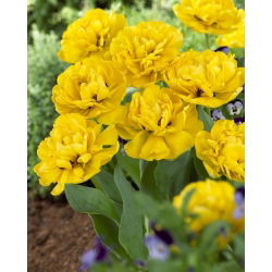Tulipan Yellow Pomponette - pełny - opak. 5 szt.