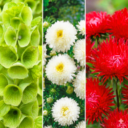 Włoska flaga - zestaw 3 odmian nasion kwiatów