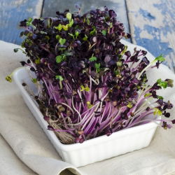 Nasiona na kiełki - Kalarepa czerwona - 2600 nasion