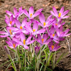 Krokus Roseus - 10 szt.