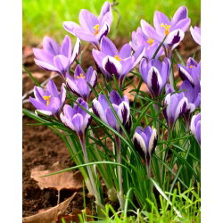 Krokus Spring Beauty - 10 szt.