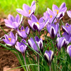Krokus Spring Beauty - 10 szt.
