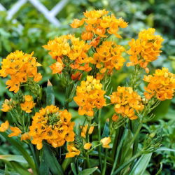 Śniedek wątpliwy - Ornithogalum Dubium - 5 cebulek