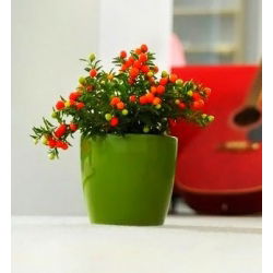 Doniczka okrągła Coubi Duo - 19 cm - Oliwka nowa