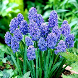 Szafirek Muscari Blue Spike - 10 cebulek