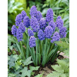 Szafirek Muscari Blue Spike - duża paczka - 100 szt.