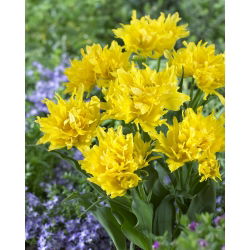 Tulipan Yellow Spider - opak. 5 szt.