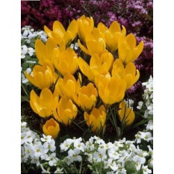 Krokus Golden Yellow - 10 szt.