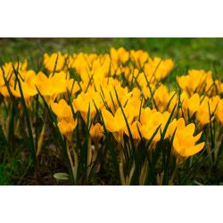 Krokus Golden Yellow - 10 szt.
