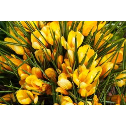 Krokus Golden Yellow - 10 szt.