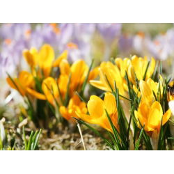 Krokus Golden Yellow - 10 szt.