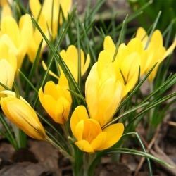 Krokus Golden Yellow - 10 szt.