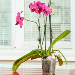 Doniczka do storczyków przeźroczysta - śr. 17 cm - Amazone