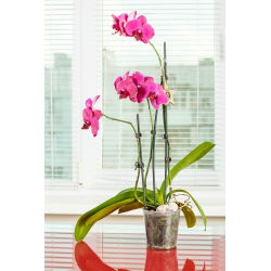 Doniczka do storczyków przeźroczysta - śr. 15 cm - Amazone