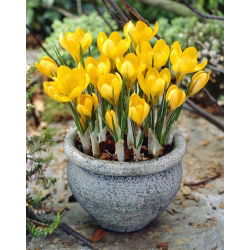 Krokus Golden Yellow - 10 szt.