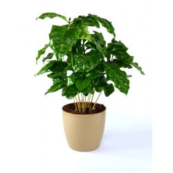 Doniczka okrągła Coubi Duo - 15 cm - Kawowa