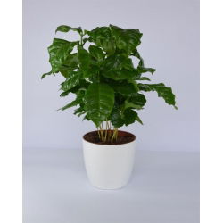 Doniczka okrągła Coubi Duo - 15 cm - Biała