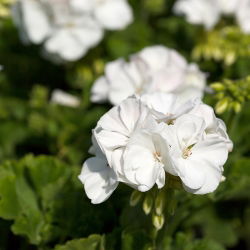 Pelargonia biała - 11 nasion